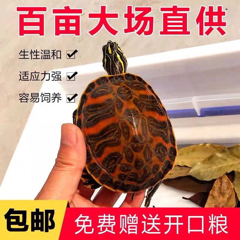 纯种深水宠物冷水乌龟进口宽纹火焰龟苗鱼缸混养清道夫吃粪龟-图0