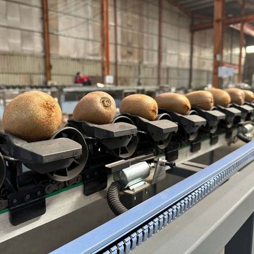 猕猴桃重量分选机 橙子电子称重选果机 牛油果全自动水果分拣机 - 图0