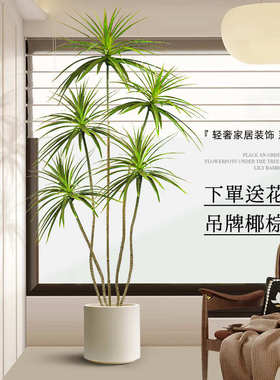 直播间沙发边大型落地摆件轻奢绿植仿真龙血树入户玄关装饰品摆设