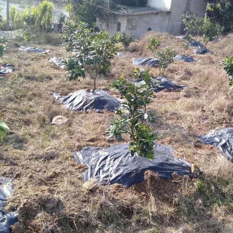 防草布除草布果园农用果树切片打孔地布膜黑色抑草保湿抗老化地膜 - 图2