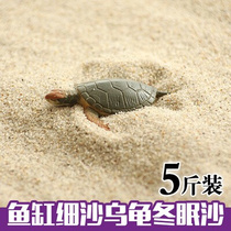 The winter sleeping eggs of the turtle the egg sandy the fine sand and the sand turtle eggs hatch the fine sand sand.