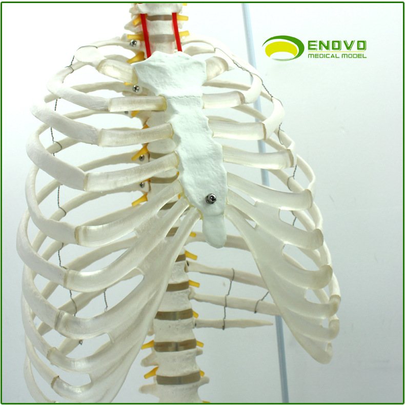 ENOVO人体脊柱模型腰椎骨盆整骨胸骨肋骨胸腔骨骼架模型,淘宝优惠券,粉丝福利购,淘宝优惠卷