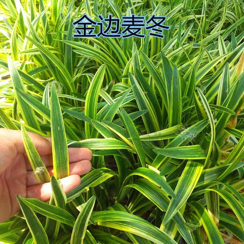 新款 庭院苗木耐寒地被植物金边细叶青叶麦冬草四季常青工程玫瑰 - 图0