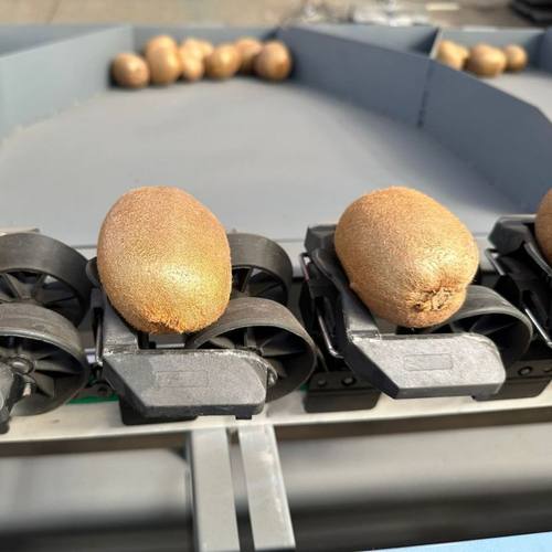 猕猴桃重量分选机 橙子电子称重选果机 牛油果全自动水果分拣机 - 图1