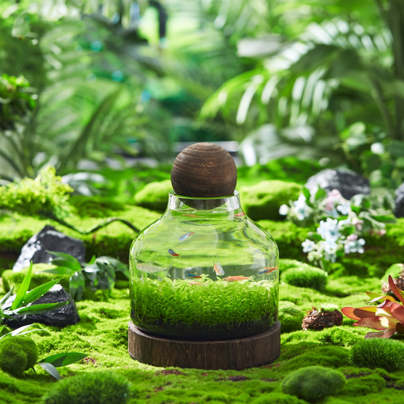 微景观生态鱼缸懒人办公室家用阳台造景创意圆形玻璃缸桌面免换水 - 图1