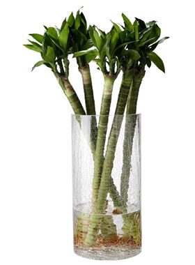 养竹子花瓶玻璃透明富贵竹转运竹银柳大号40cm高碎冰简约居家50cm