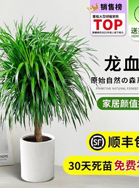 龙须树盆栽大型客厅多头绿植办公室内龙血树造型小苗带土老桩盆景