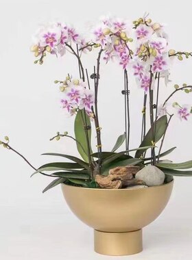 简约高脚兰花盆金色铁艺宽口花器节日装饰蝴蝶兰盆家居园艺插花盆