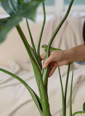 Na家花房龟背竹仿真绿植室内摆件仿生假植物客厅装饰大型落地盆栽