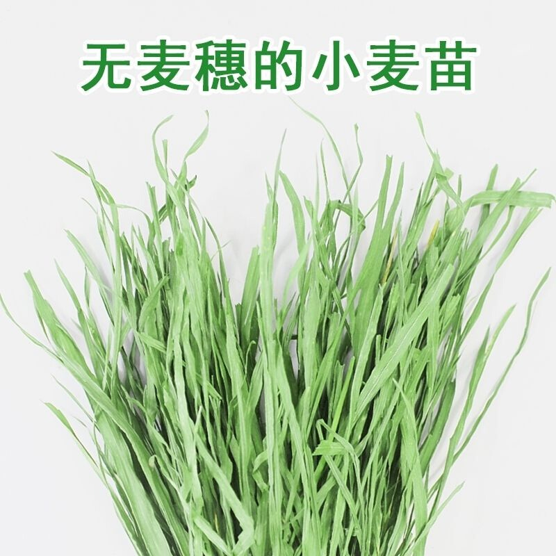 速发小麦草包邮烘干小麦兔子猪新鲜小麦苗清香干工厂一件直供 - 图1