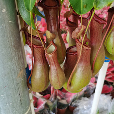 насекомоядное растение 猪笼草捕蝇草室内食虫草驱虫植物垂吊猪笼草盆栽超大奇趣植物花卉