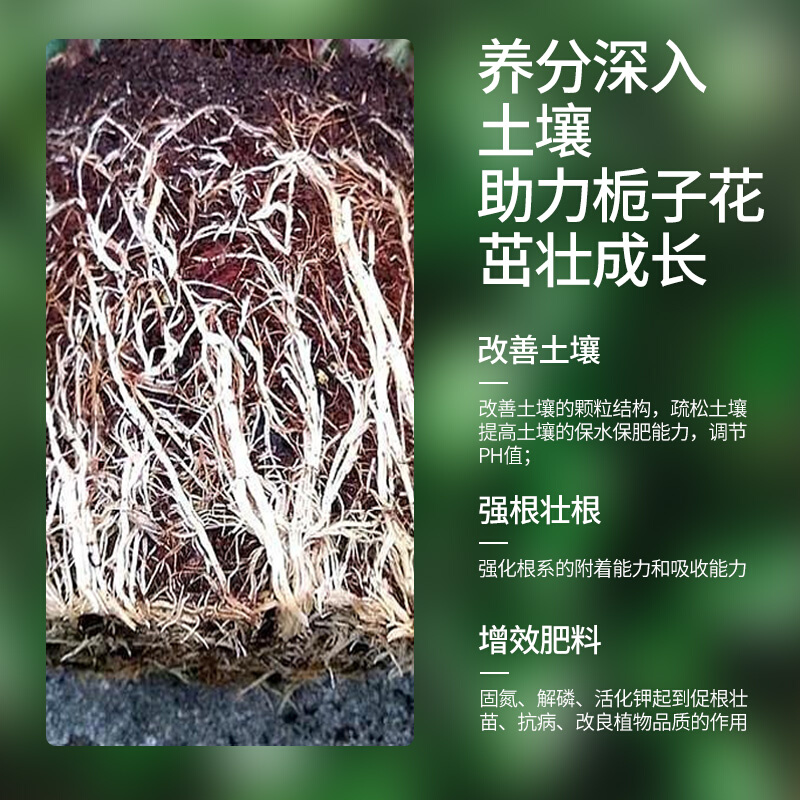 栀子花肥料专用肥营养液盆栽植物开花通用型土培水培家用酸性花肥 - 图1