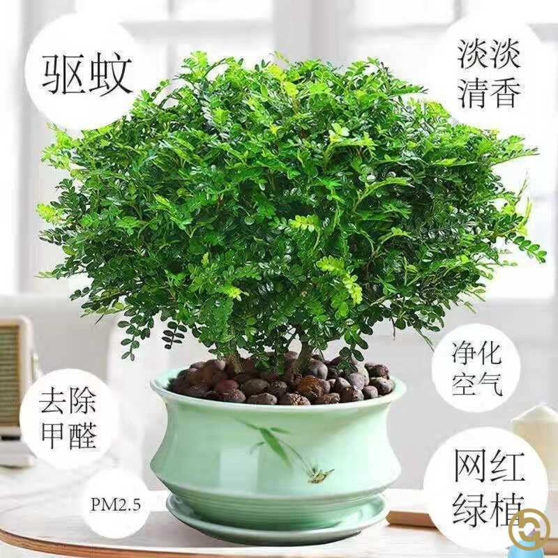 清香木老桩盆景适合家里养的绿植除甲醛新房家用驱蚊驱虫四季常青-图0