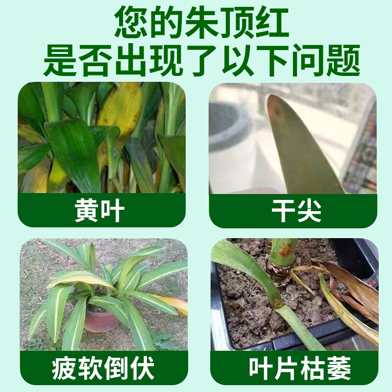 朱顶红专用肥分球促活促开花球根植物活力素免稀释复合有机磷钾肥-图1