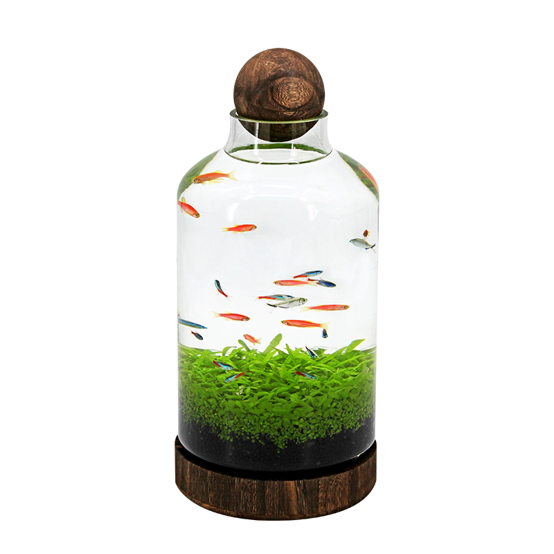 微景观生态鱼缸懒人办公室家用阳台造景创意圆形玻璃缸桌面免换水 - 图2