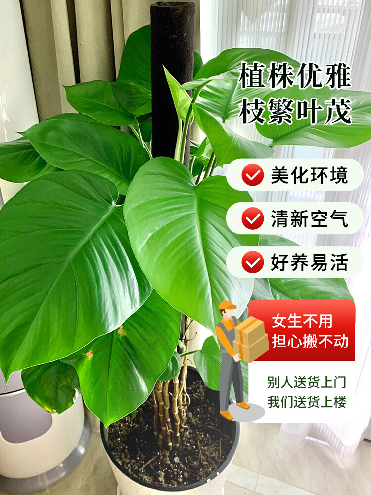 大叶绿萝柱绿植盆栽办公室内客厅四季好养大型花卉植物落地吸甲醛 - 图0