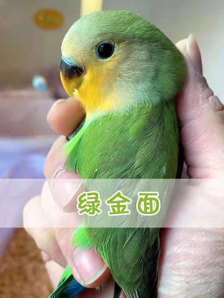 小鸟活体牡丹鹦鹉手养亲人黄化玄凤半毛大头虎皮学说话活物宠物鸟,淘宝优惠券,粉丝福利购,淘宝优惠卷