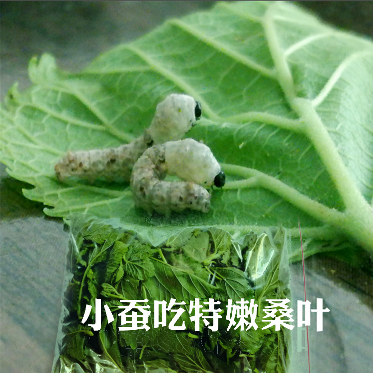 新鲜桑叶蚕宝宝桑树叶小蚕嫩叶大叶学生养蚕套装乌龟食物顺丰包邮-图0