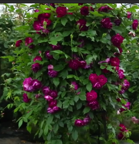 二师兄藤本月季雀之舞丰花无刺少刺多季开花深紫红色多头群开,淘宝优惠券,粉丝福利购,淘宝优惠卷