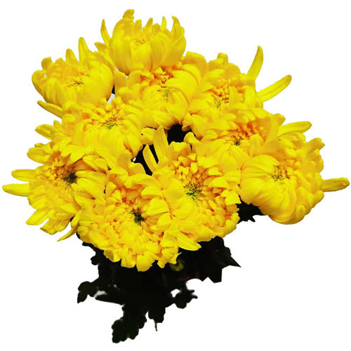 广州黄白菊鲜花小雏菊洋甘菊向日葵花束水养供佛云南直发