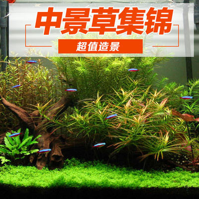 鱼缸真水草造景套餐水榕黑木蕨细叶铁皇冠睡莲日本箦藻鹿角包邮 虎窝淘
