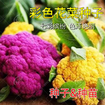 花椰菜种子苗宝塔菜有机紫色花菜菜花西兰花种子种籽西蓝花孑籽种 虎窝淘