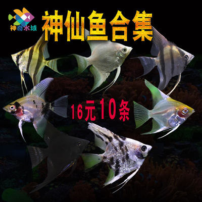 神仙燕鱼七彩神仙秘鲁红头三色墨燕热带观赏天使鱼小型苗活体淡水 虎窝淘