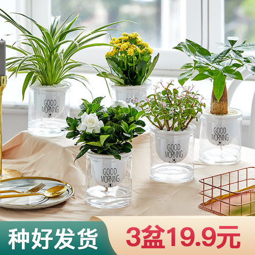 绿植室内盆栽植物发财树办公室水培小绿植花卉绿萝多肉植物驱蚊