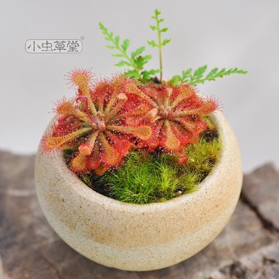 勺叶茅膏菜小虫草堂食虫植物盆栽植株食人花捕蚊草种子室内耐喜阴 虎窝淘