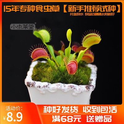 花市捕蝇草小虫草堂食虫植物盆栽猪笼草瓶子草分销花店拿货发批 虎窝淘