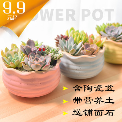 多肉植物组合盆栽超萌多肉花肉肉植物含盆带土绿植多肉花盆送铺面 虎窝淘