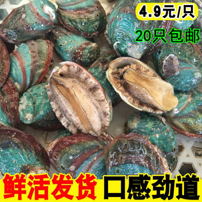 鲜活小鲍鱼新鲜野生鲍鱼活鲍鱼贝类海鲜水产深海大鲍鱼只包邮 虎窝淘
