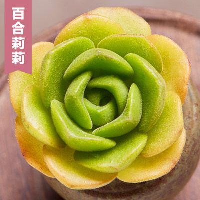 美诺花园百合莉莉多肉植物室内阳台小萌物肉肉植物高品质颜色正 虎窝淘