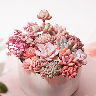 美诺花园蓝紫色多肉植物室内阳台小萌物肉肉植物高品质颜色正 虎窝淘