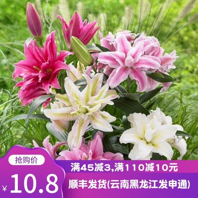 绿园花开3个进口百合种球顺丰发货重瓣香水百合花球盆栽阳台四季 虎窝淘