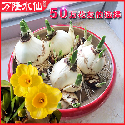 漳州水仙花种球水培冬季花卉复瓣室内盆栽水养植物球根重瓣大种子 虎窝淘