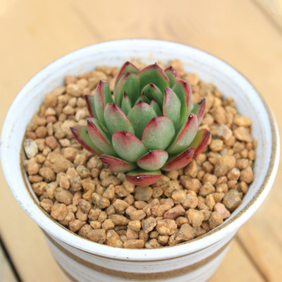 冬云系圣诞冬云多肉植物二木的花园阳台创意盆栽绿植云南满包邮 虎窝淘