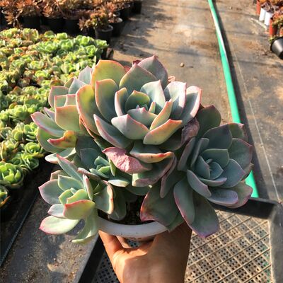 白凤多肉植物大颗老桩群生多头室内绿植花卉组合盆栽套装肉肉植物 虎窝淘