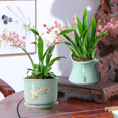 文心兰君子兰盆栽蝴蝶兰带花泼墨石斛兰室内花卉植物建兰观花绿植 虎窝淘