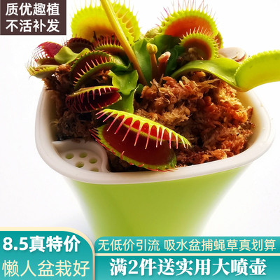 奇趣食虫植物食人花超大捕蝇草食虫草盆栽捕蚊捕虫草阳台吃虫室内 虎窝淘