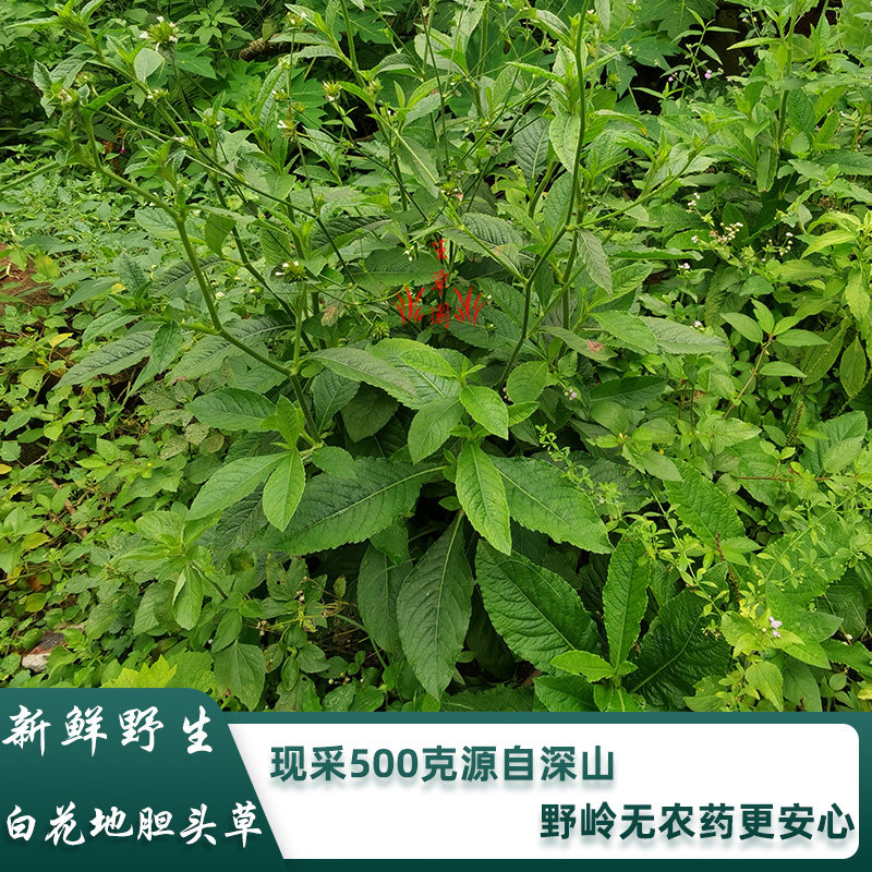新鲜野生白花地胆头草500g中药材地胆草苦地胆煲汤料中草药地斩头 虎窝淘