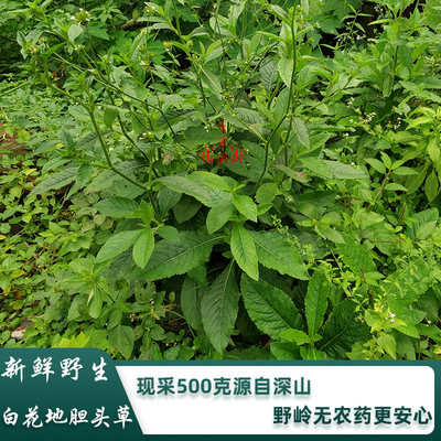 新鲜野生白花地胆头草500g中药材地胆草苦地胆煲汤料中草药地斩头 虎窝淘