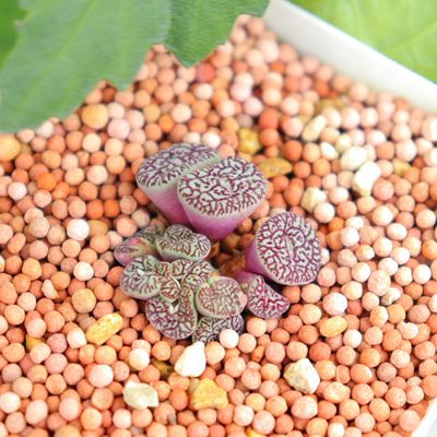 多肉植物猴脸墨小锥rr714优选猴脸纹多年老桩实生开花母本连线纹 虎窝淘