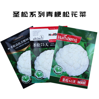 圣松青梗松花菜种子花椰菜种籽花菜有机菜花春季秋季耐寒蔬菜孑 虎窝淘