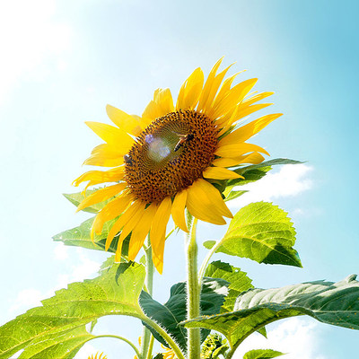 向日葵种子矮生观赏食用迷你太阳花种籽四季盆栽多头苗孑光辉岁月 虎窝淘