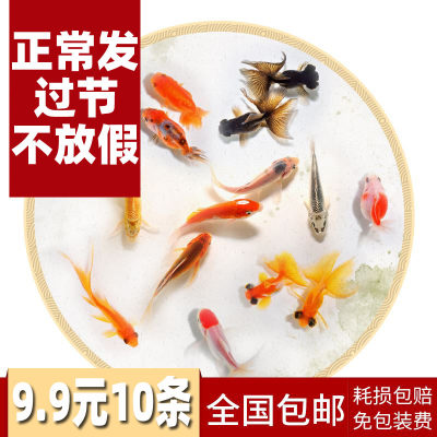 金鱼活鱼观赏鱼小金鱼好养耐活小型淡水锦鲤兰寿蝶尾鱼苗草金活体 虎窝淘
