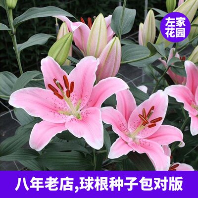 左家花园香水百合种球东方百合花大有香味易养四季sorbonne索邦 虎窝淘
