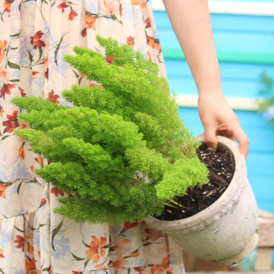 狐尾天门冬盆栽多年生常绿植物室外庭院阳台花园造景观叶植物盆栽 虎窝淘