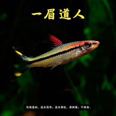 一眉道人黑影道人群游观赏鱼热带鱼草缸之王好养易活包损包邮 虎窝淘