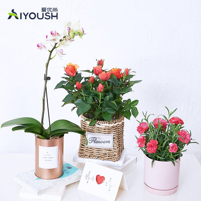 母亲节 康乃馨玫瑰花盆栽礼品花卉小型客厅庭院开花植物蝴蝶兰 虎窝淘